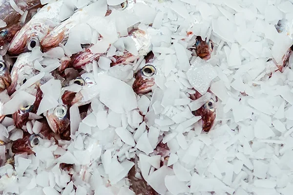 Flake ice for food processing