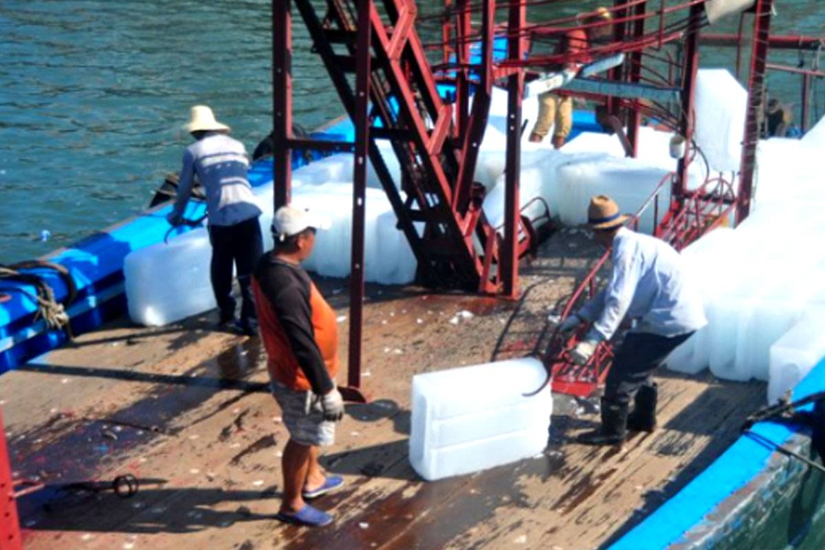 ice crusher for fishery