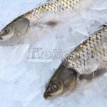 plate ice 2