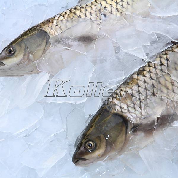 plate ice 2