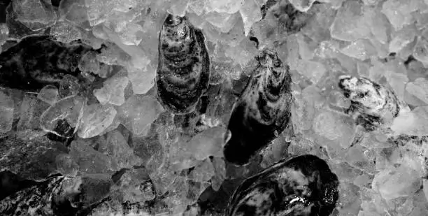 Plate Ice