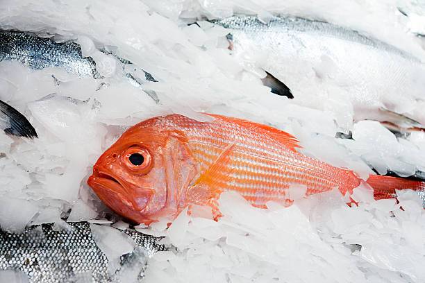 Fresh red snapper on flake ice