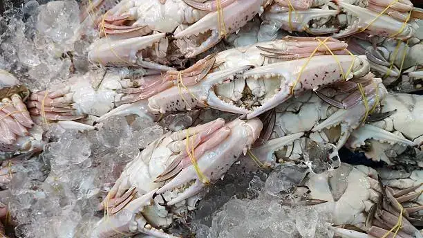 Fresh raw flower crabs on crushed ice at a seafood market