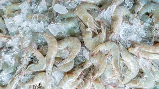 Fresh White Shrimps On Crushed Ice For Sale In Market