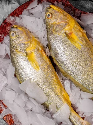 P01 S05 fish