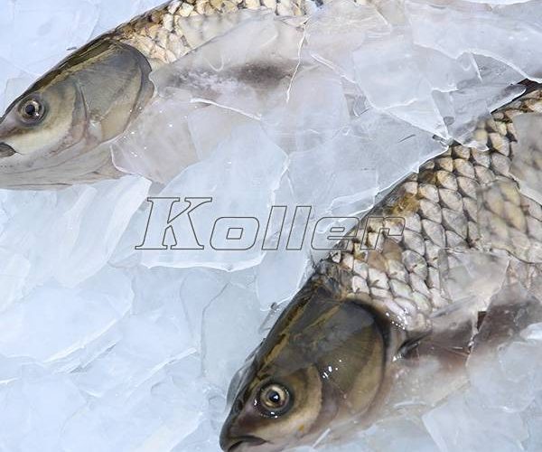 plate ice 2